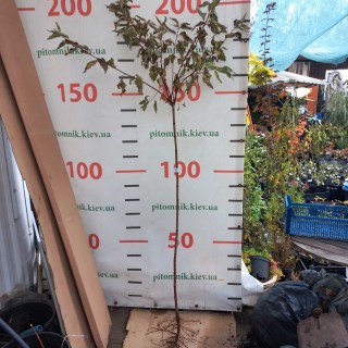 IMG-d3e32019ea91b8bd594f8cd03bef6884-V