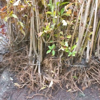 IMG-d662dfea760e6f366adc8781207d6a80-V