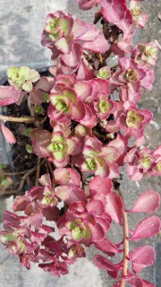 IMG-d6c8fa89e60930902f3e7f945c4e6933-V