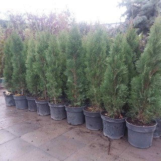 Реальні фото туй 80-100см, контейнер 7.5л.