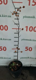 IMG-d7998c39ceeeb6e1abdc956e2099f9aa-V