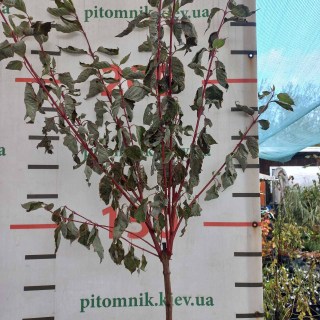 IMG-d7f4515cd723ff33e152dade81a6432b-V