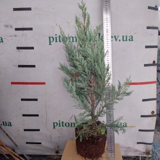 Ялівець скельний Мунглоу (Moonglow)