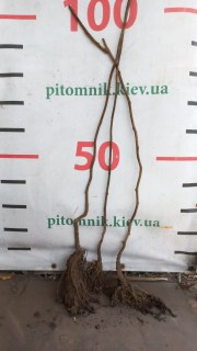 Реальне фото 3-х річного саджанця ківі Монті з відкритою кореневою системою