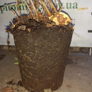 IMG-d901a2f8d88fd13de4e30eed7200b7f7-V