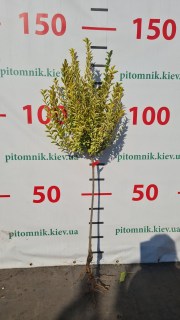 Реальне фото саджанця штамб, 0,7м, відкрита коренева система