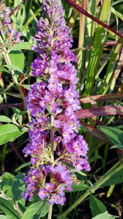 IMG-da463e3492ee07ebb2566f12ef27dc2c-V