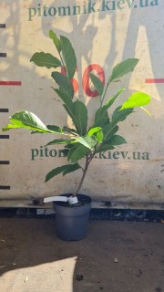 IMG-dad6c4b32ba0948fe7918a52aa42e222-V6