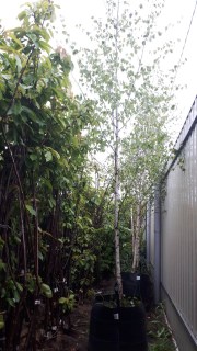 IMG-db204a84e2b821b725f8d58e92edb4da-V