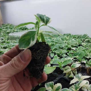 IMG-db4e64e56dee1aa1a0850577881b0914-V