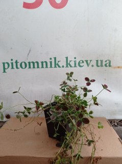 Конюшина повзуча Ізабелла