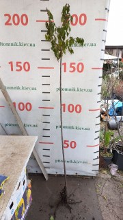 IMG-dc27a79aaa11740b426d6e9c3adc6f62-V74