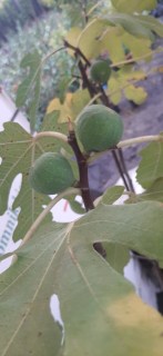 IMG-de2f0000626b3a247723fbc99d40161c-V