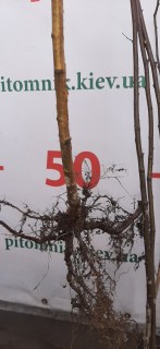 IMG-e0a1e63f487deec4aac717e87f0d5afd-V