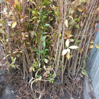 IMG-e0b2ce144d553d581fb8f65db0a56303-V