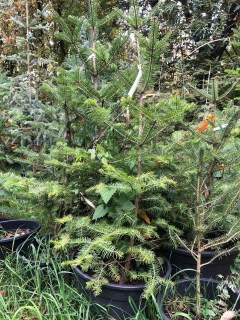 Реальне фото саджанця в контейнері 10л. 150см