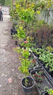 IMG-e1505b23b94a1acb400047dfbe047a37-V