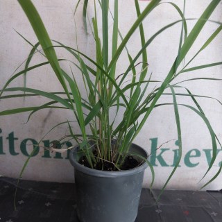 Реальні фото саджанців контейнер 250мг