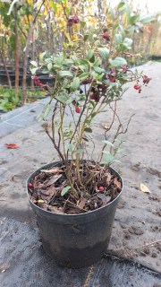 IMG-e399b4d8caab48b45e3a96b3cae61147-V