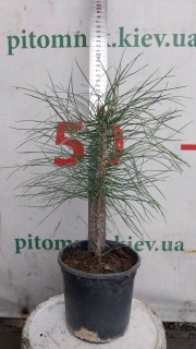 IMG-e54276c46ca1e04f2426a348b090f928-V