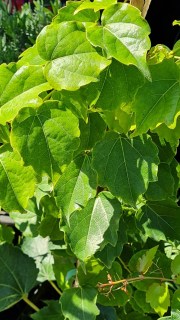 IMG-e5490e0c09327e433f6f709628af19f3-V