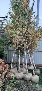 IMG-e61446d368b4088012c1e4dfc2265b63-V