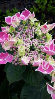 IMG-e62677022451e510fa31d36ea3ab8573-V