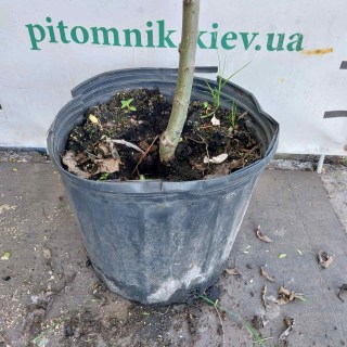 IMG-e63c87d60c02ab688918077ad1822dff-V