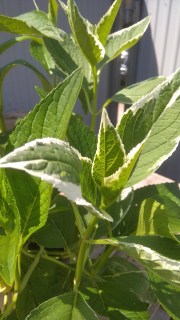 IMG-e6ae055451cc9f686ade61d05daa8da7-V