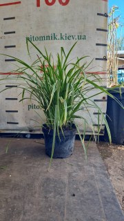 Реальне фото осоки в контейнері 5л.