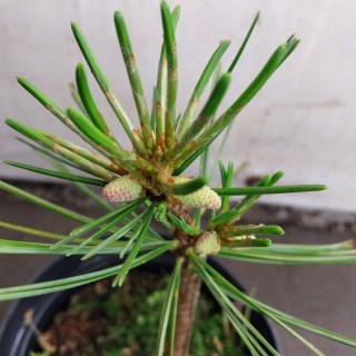 IMG-e8e0ee9d3736122f972b78d6db0d6f7f-V