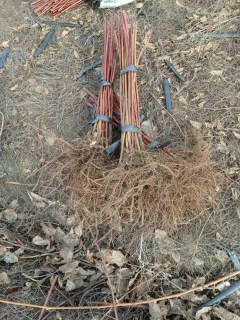 IMG-e91ae748940889c7d3df74e6e178cb9c-V60