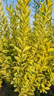 IMG-e956fc07b0b06205e7ae11b9af3d781e-V