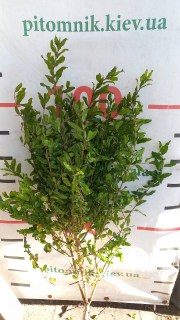 IMG-eb32f2b910c6b4b062d4ffb514d3d3cd-V