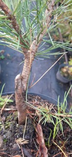 Кедр корейський (сосна кедровая корейськая)