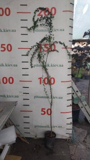 IMG-ec919c70f5f30764f835cd401654be9b-V