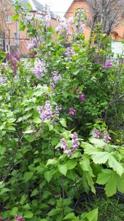 Сирень Мишель Бюхнер