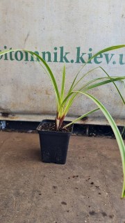 Реальне фото осоки в контейнері 0,5л.