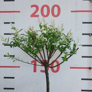 IMG-efed63ee70e9cb9f07c5532fc50cc74f-V