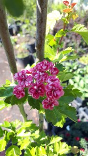 IMG-f0133d8fc271a3f3ee9ae8123f9ea2f4-V