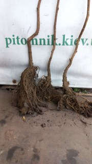 IMG-f19e7b7b910b673b31fee05f3d6696df-V70