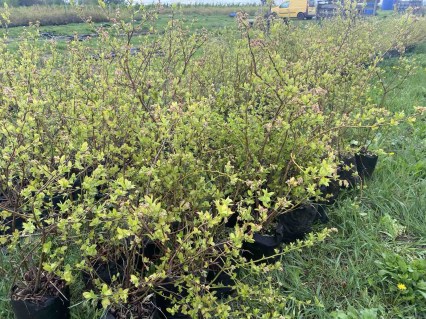 IMG-f274183ff9bbe15f11352f010070dd11-V93