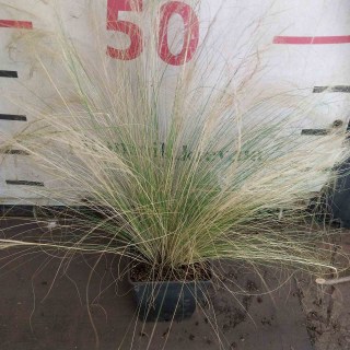 Реальні фото саджанця Pony Tails