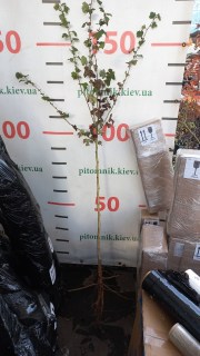 IMG-f304e2084776d102642d6d8ab724d8bb-V