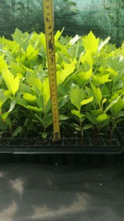 IMG-f33e2d97b65d74775b0c6a6e347b09ca-V