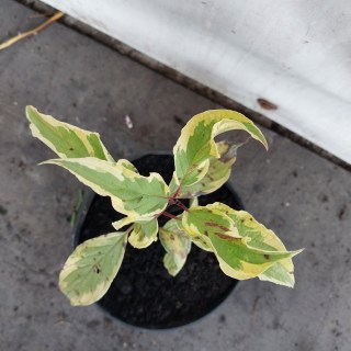 IMG-f369412fa9a3f099b00289f0f093bb69-V