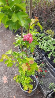 IMG-f4636c0d7d4d38bd275a5b6d9a359870-V