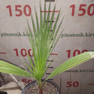 Реальні фото 4-річної пальми в контейнері