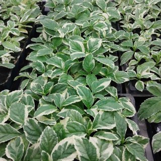 IMG-f9f6bfb98b138203e5d52fe29eec5e1c-V