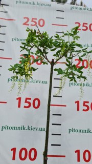 IMG-fa585fb0bf40f81de8e3aaeba84c1579-V